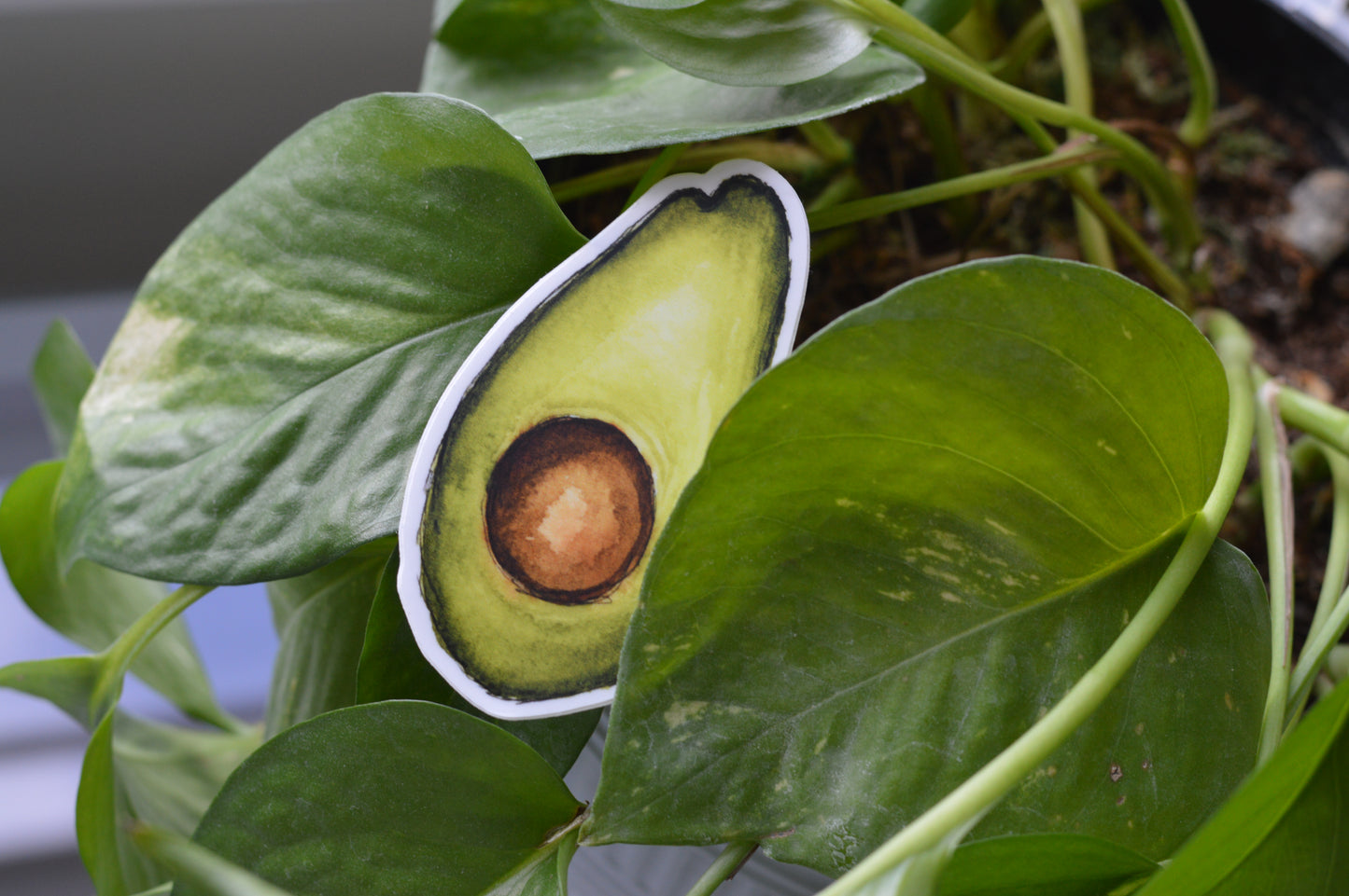 Avocado Sticker