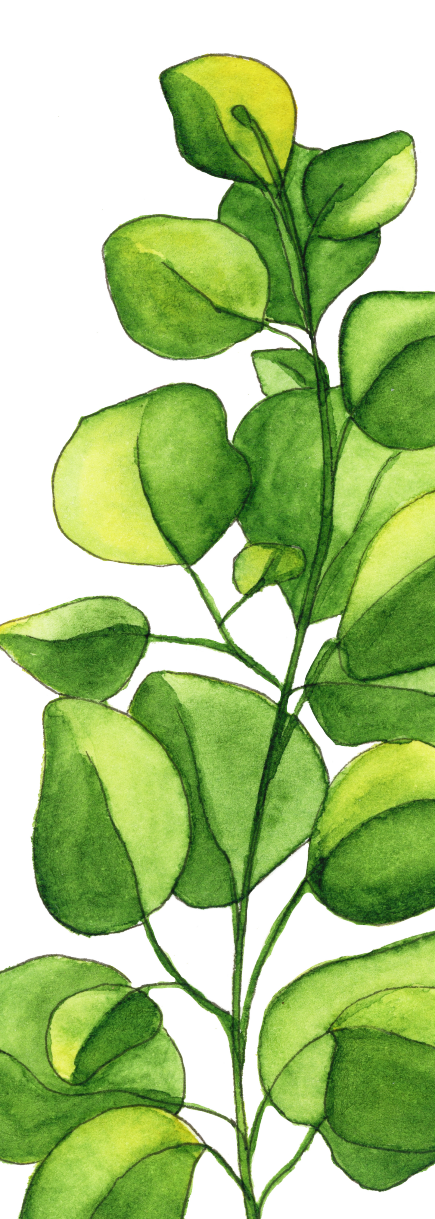 Eucalyptus Bookmark