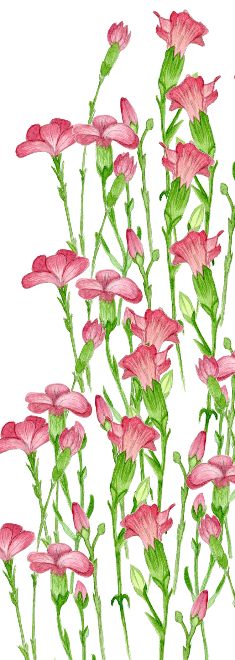 Mini Carnations Bookmark