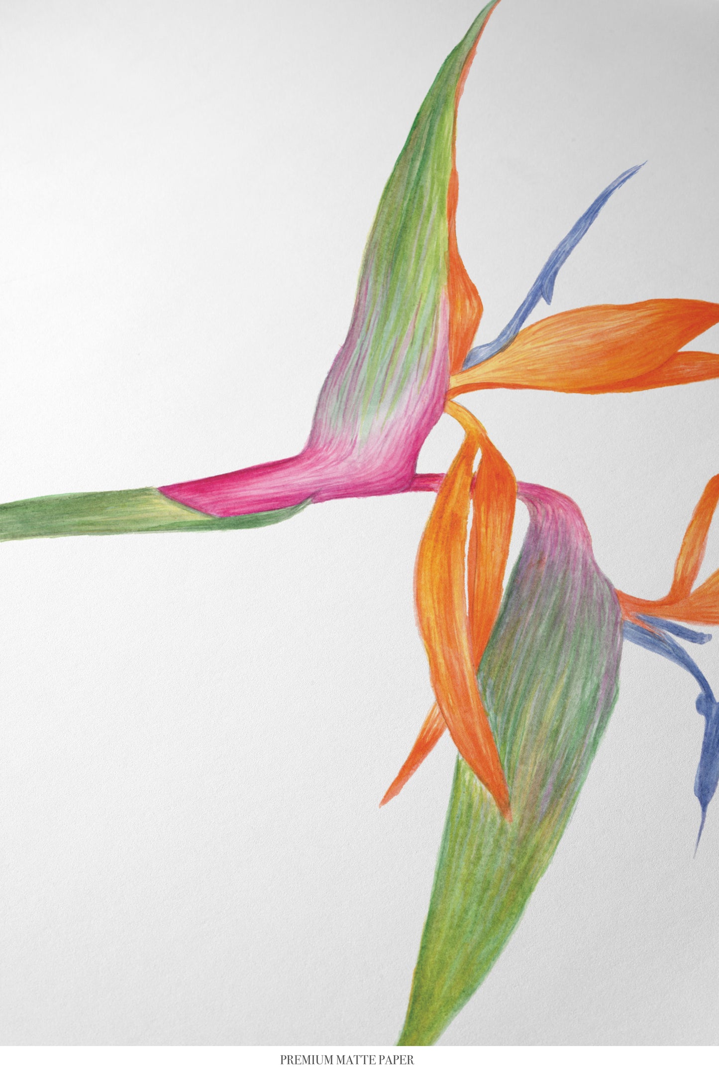 Bird of Paradise Print