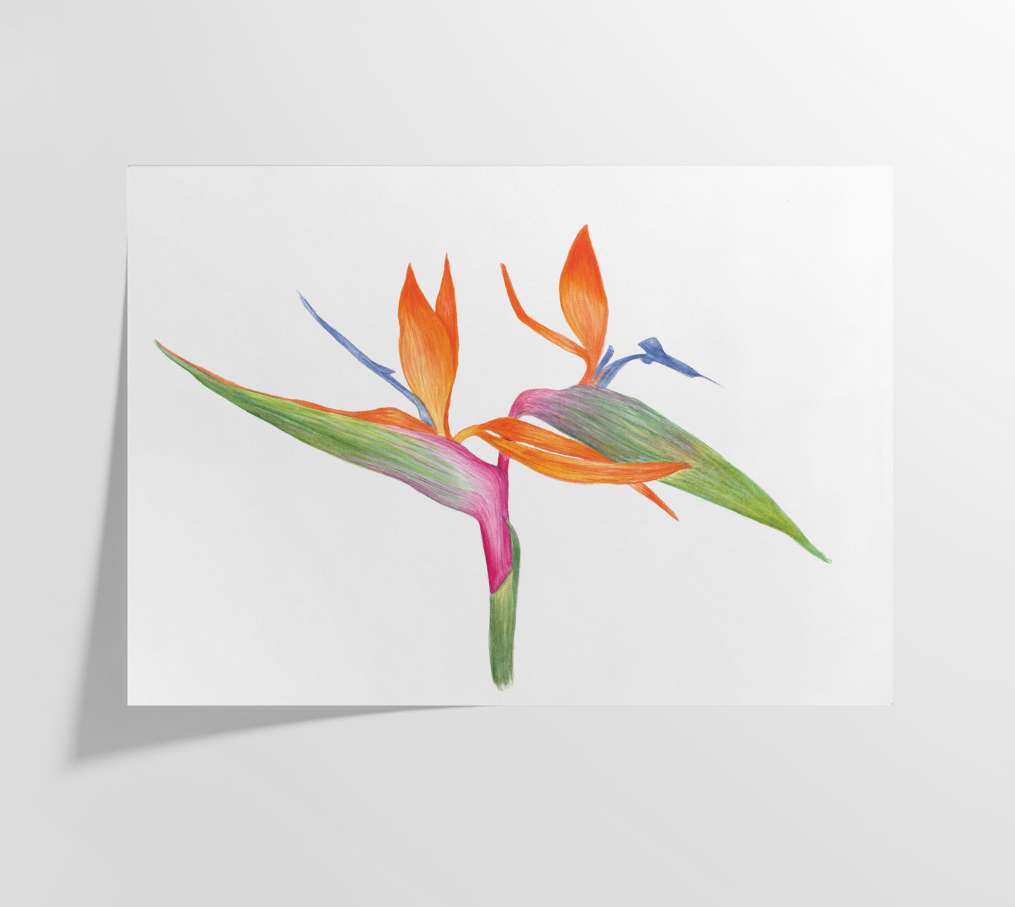 Bird of Paradise Print