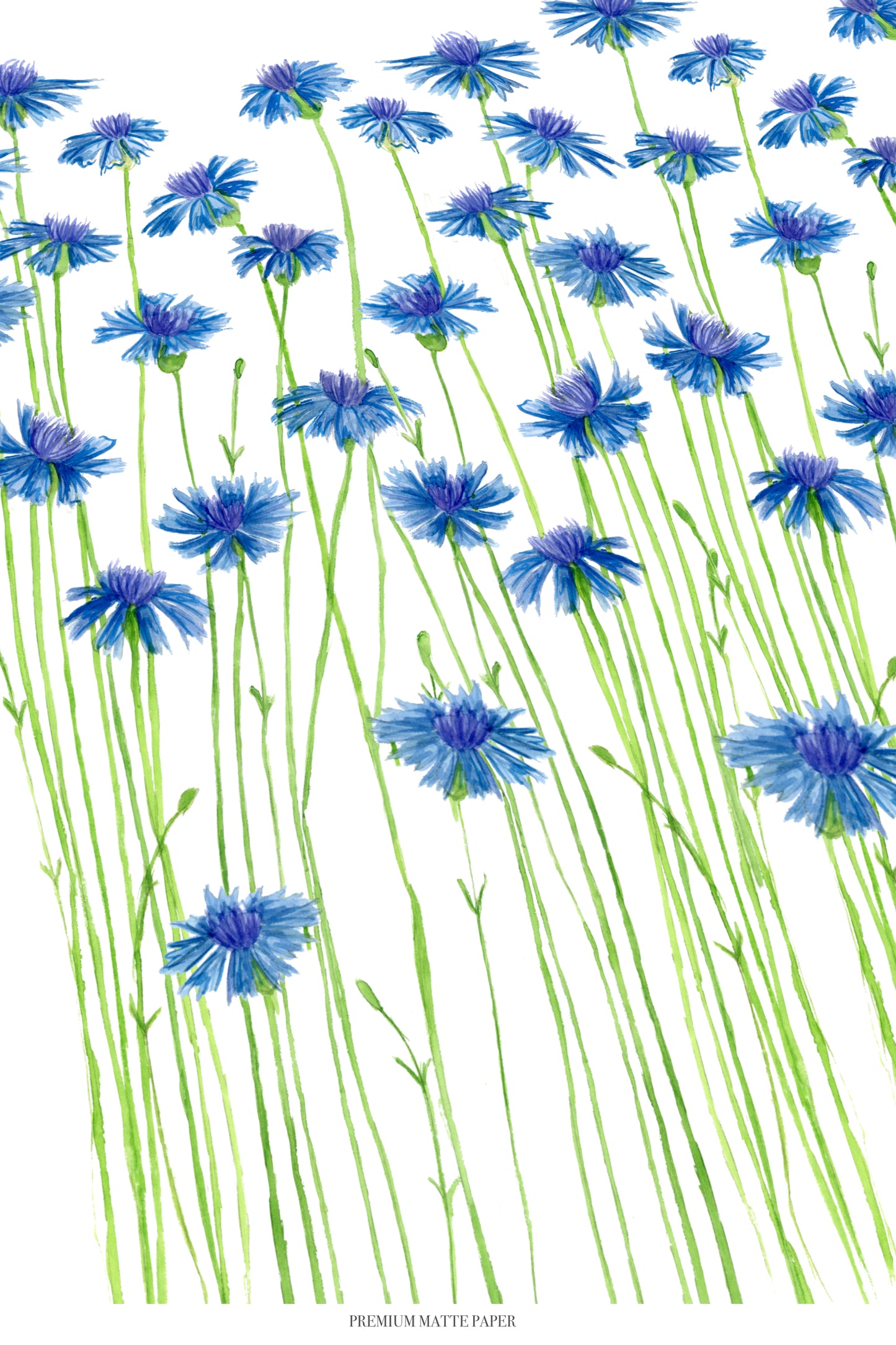 Blue Cornflowers Print