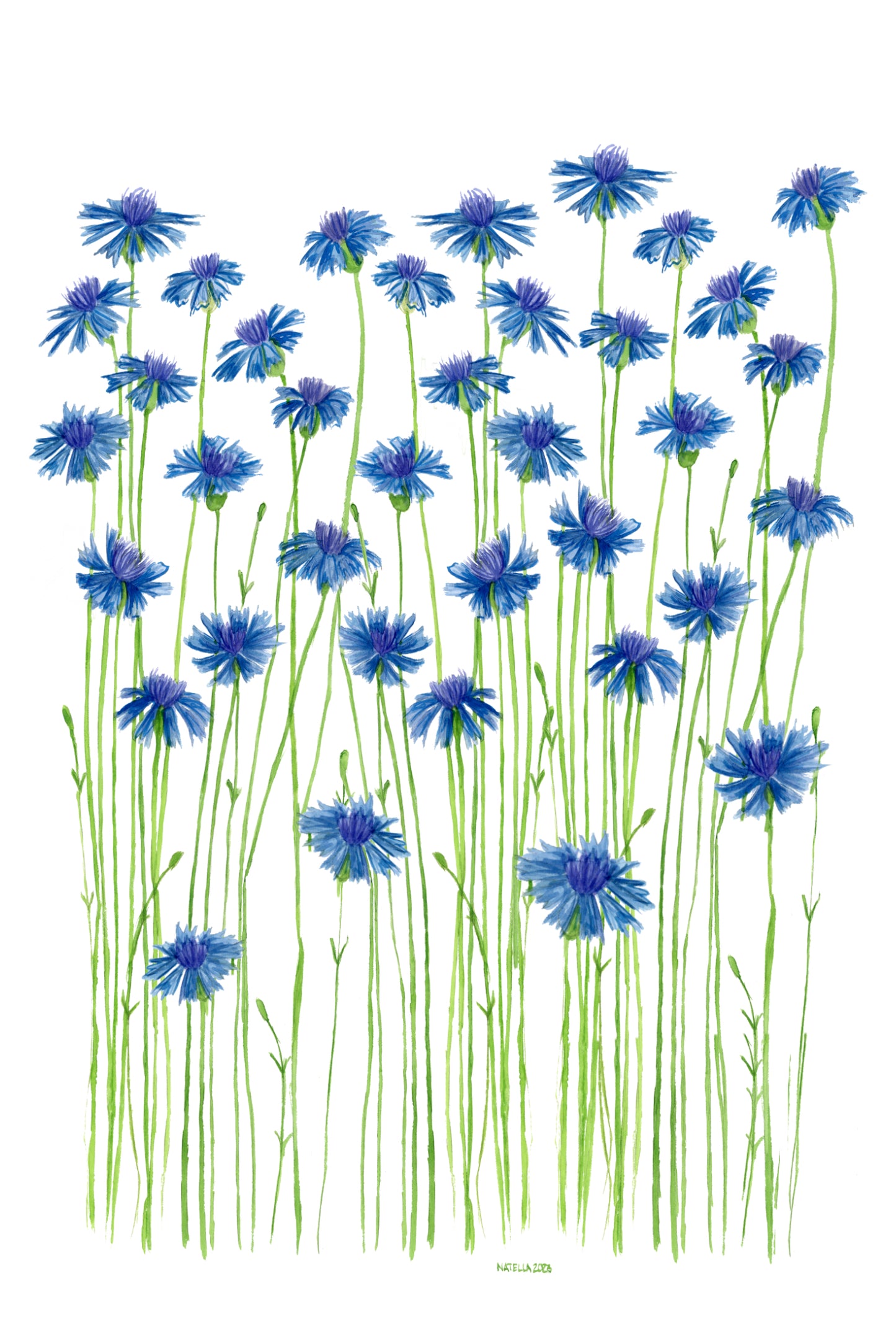 Blue Cornflowers Print