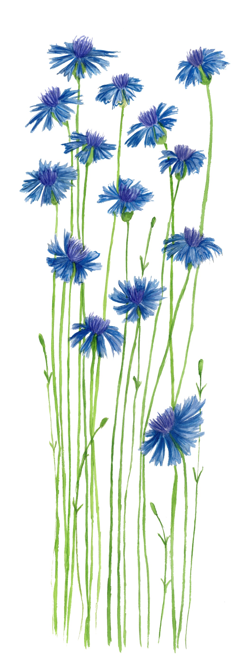 Blue Cornflower Bookmark