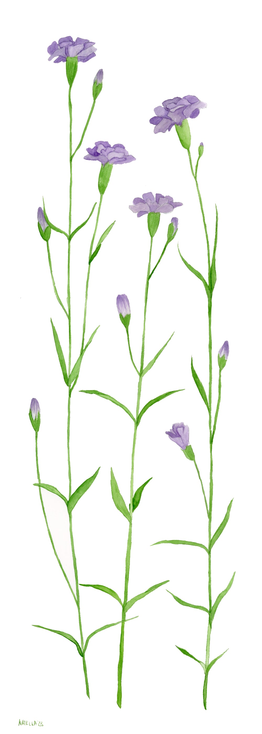Carnations Bookmark
