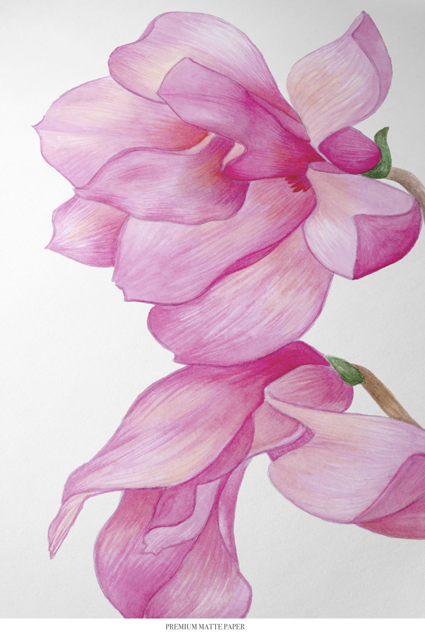 Blooming Magnolias Print