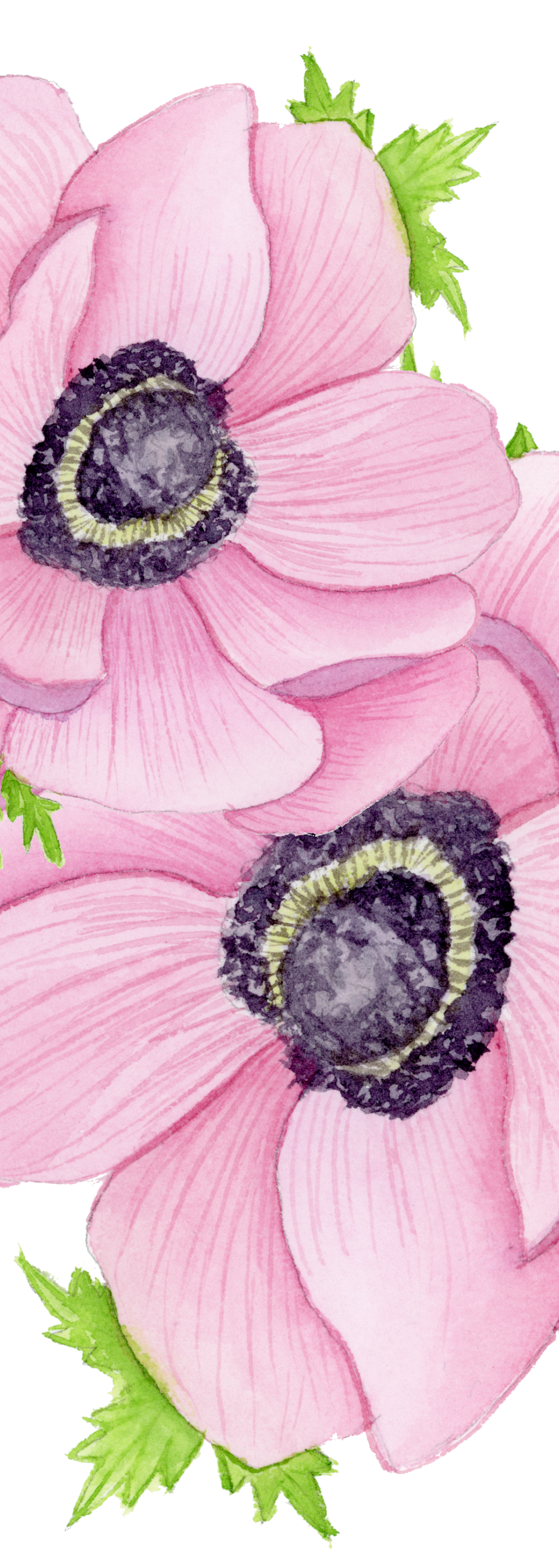 Pink Anemones Bookmark