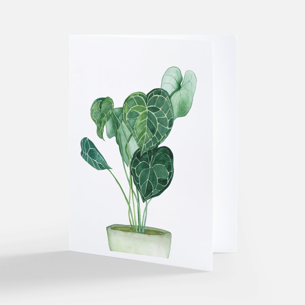 anthurium clarinervium uk Anthurium Clarinervium Plant Notecard – Natella Libin