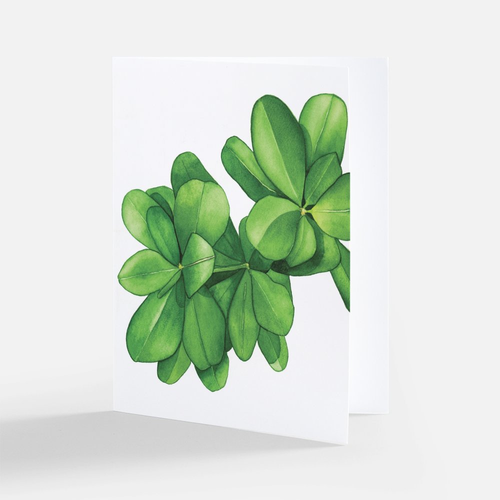 Dwarf Clusia Shrub Notecard