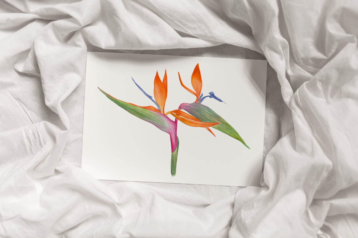 Bird of Paradise Print