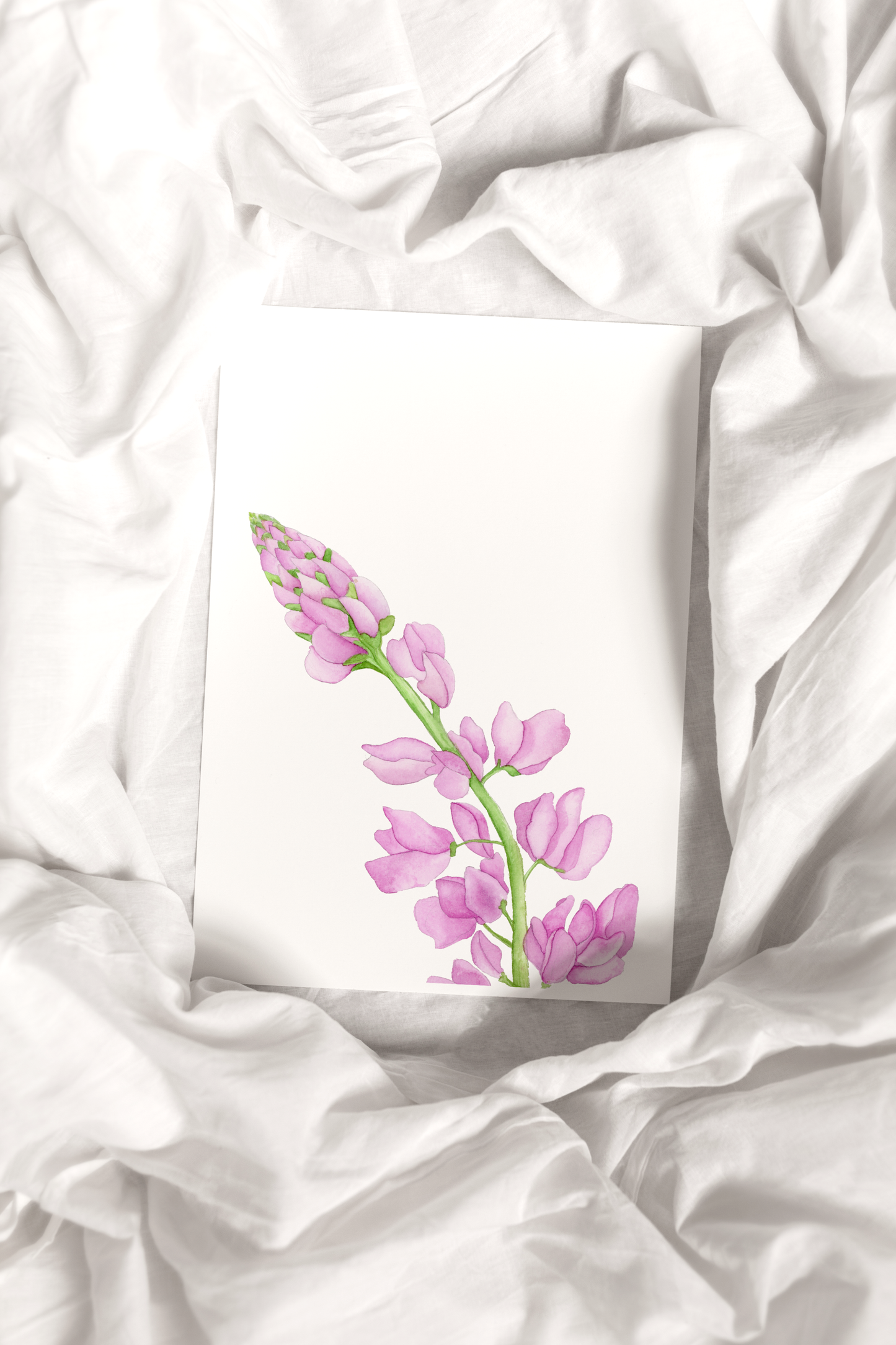 Pink Lupine Flower Print