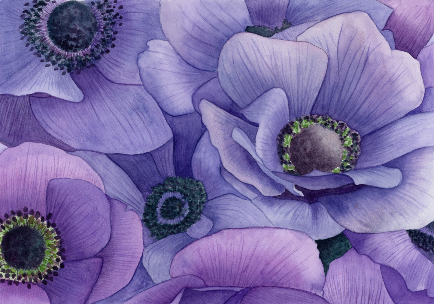 Purple Anemones