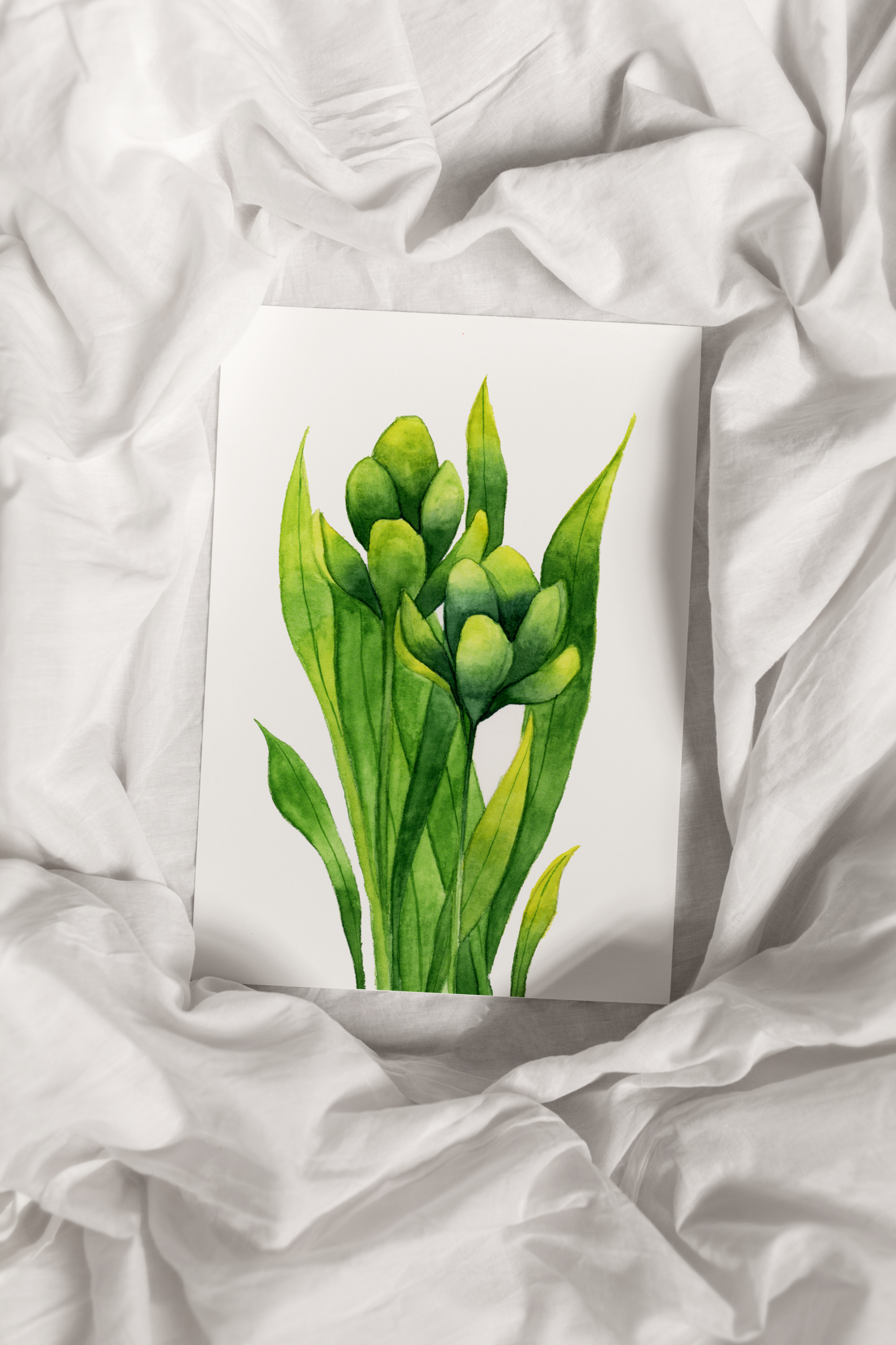 Green Early Crocus Print