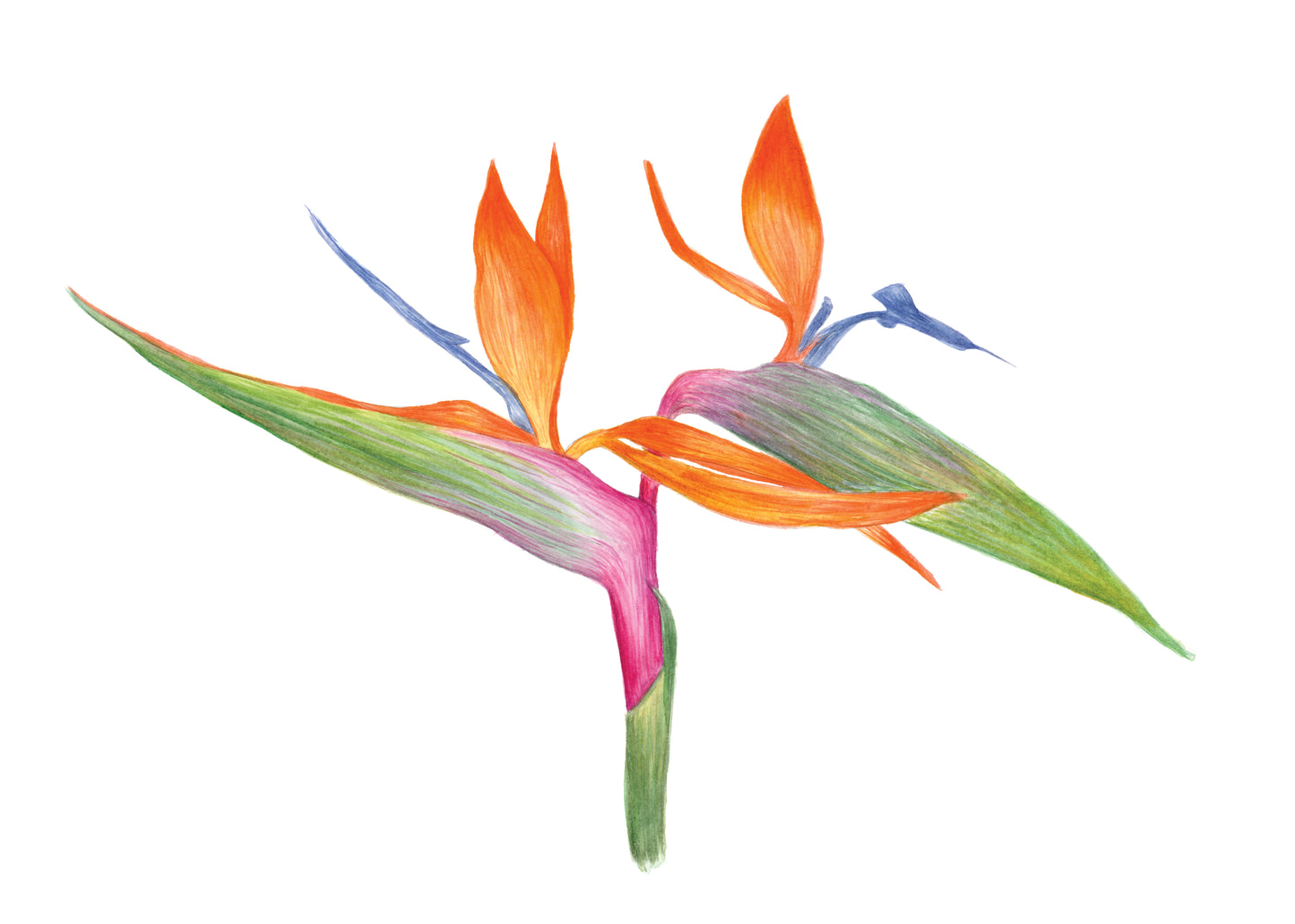 Bird of Paradise Print