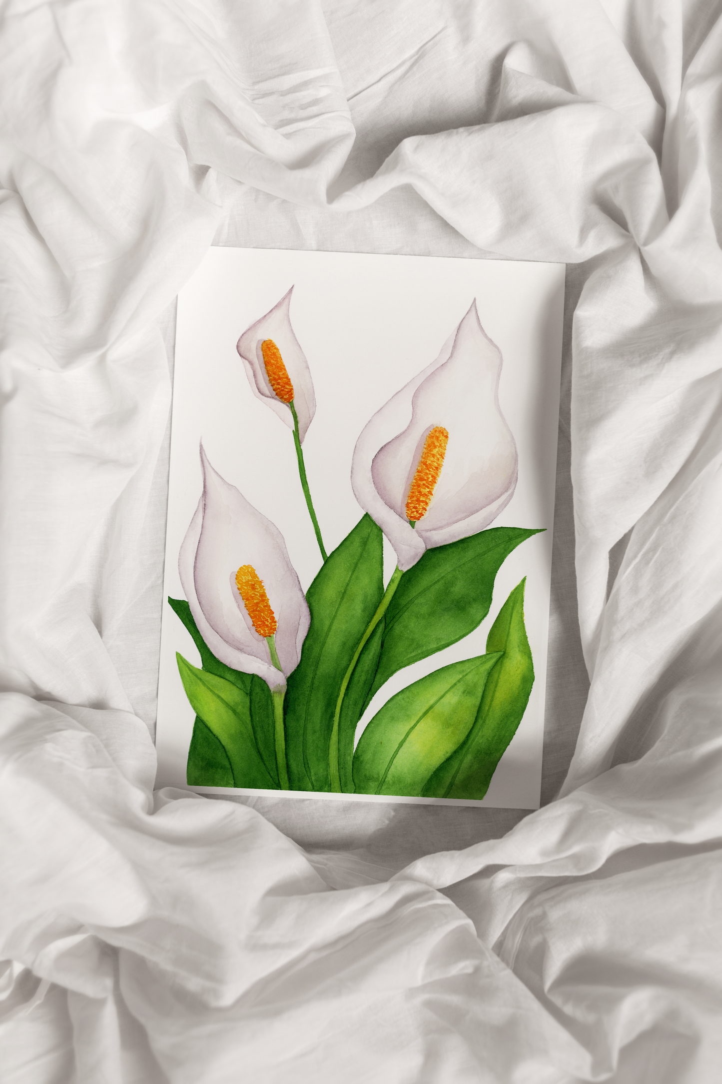 Calla Lilies Print