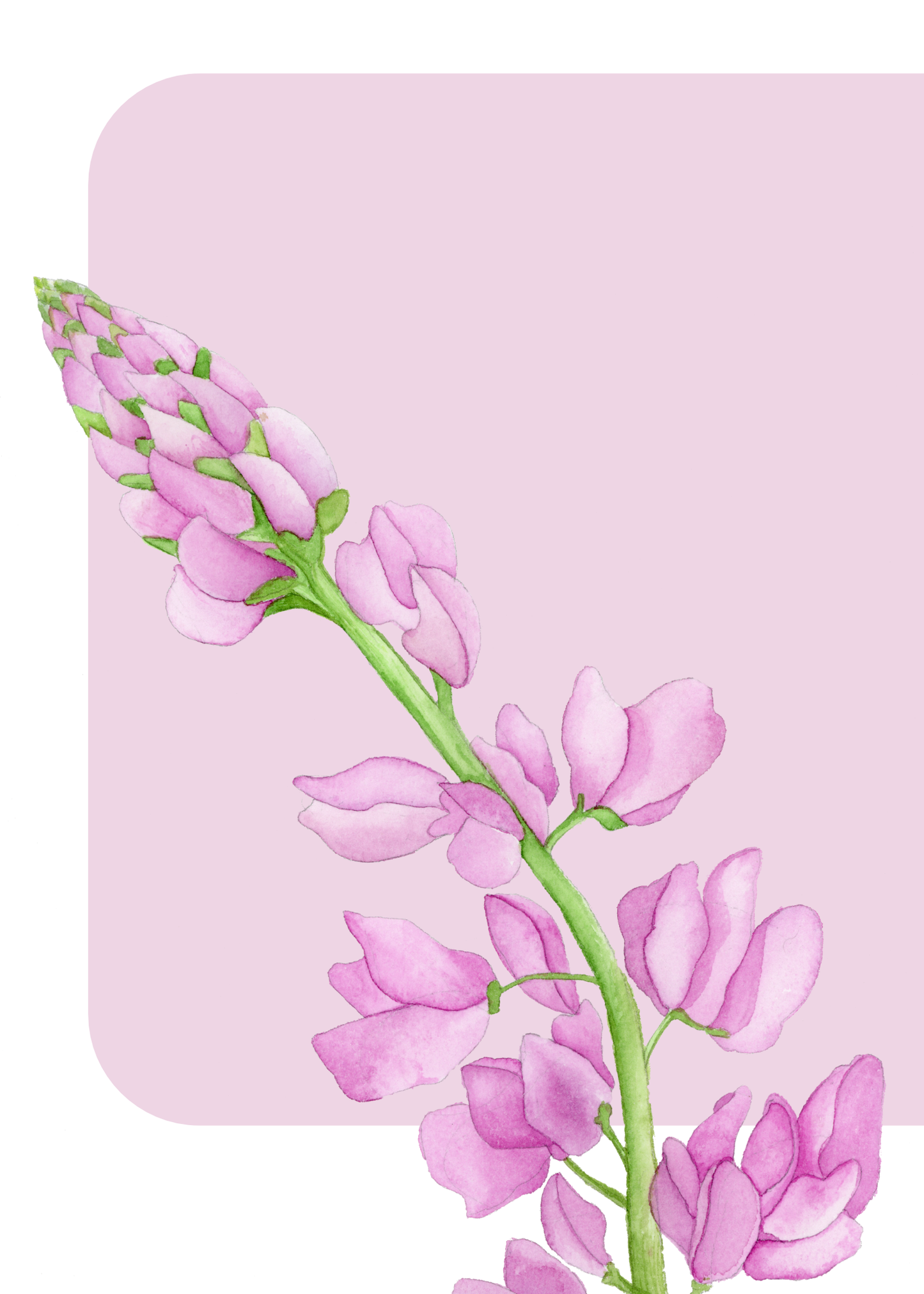 Pink Background Lupine Flower Print