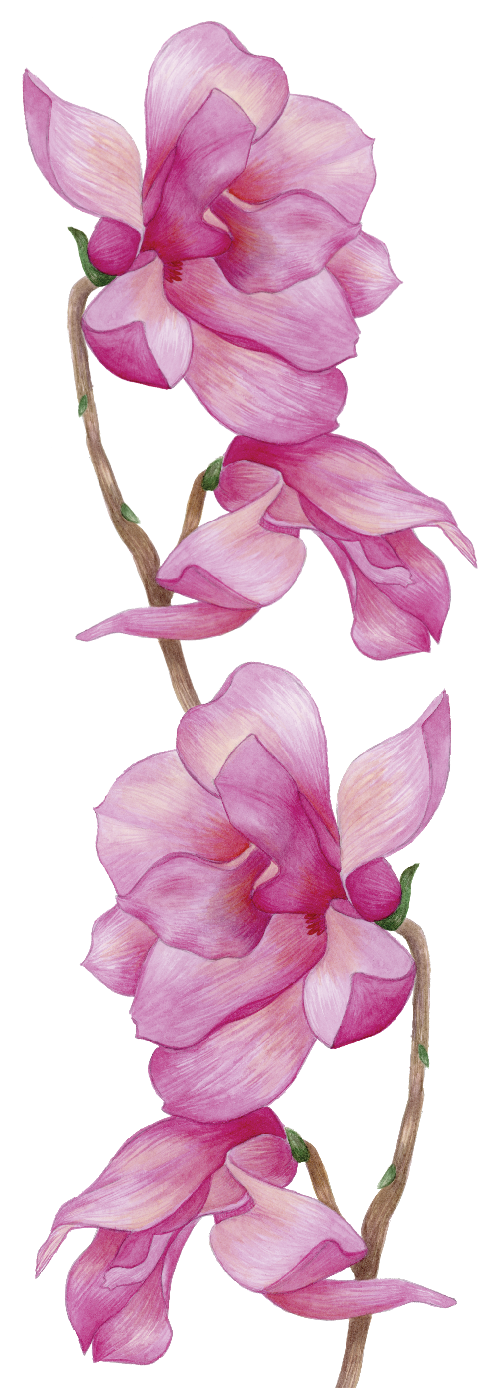 Magnolia Bookmark