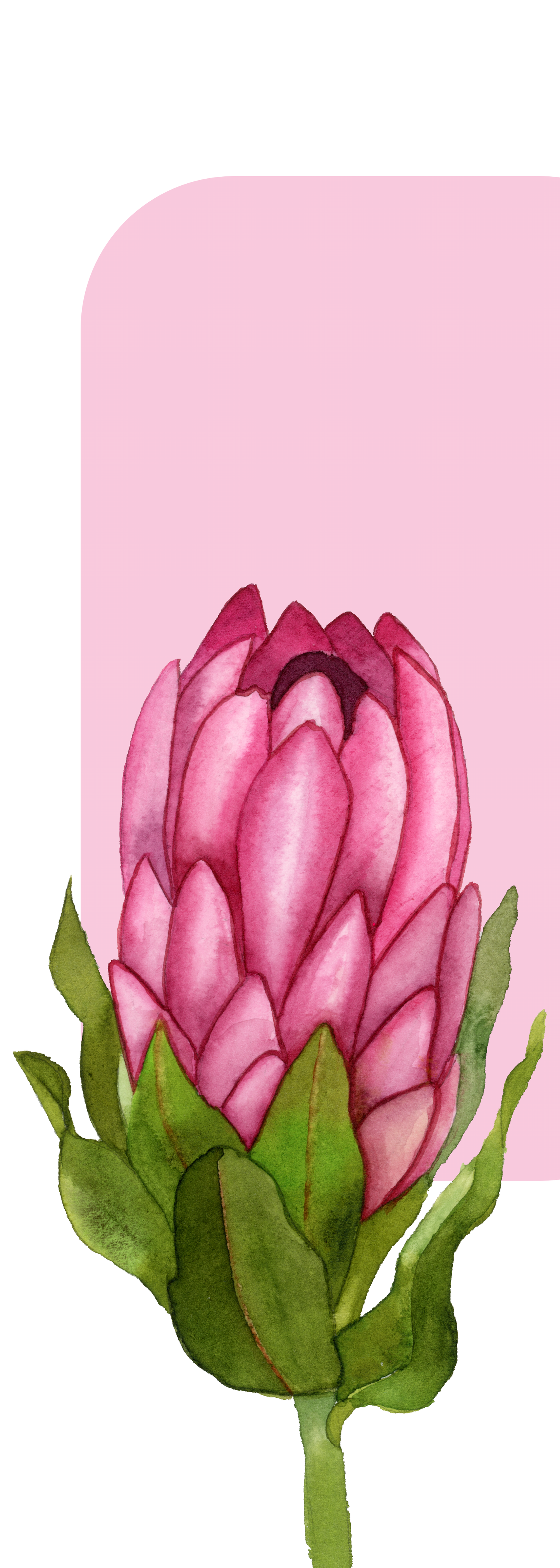 Queen Protea Bookmark
