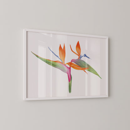 Bird of Paradise Print