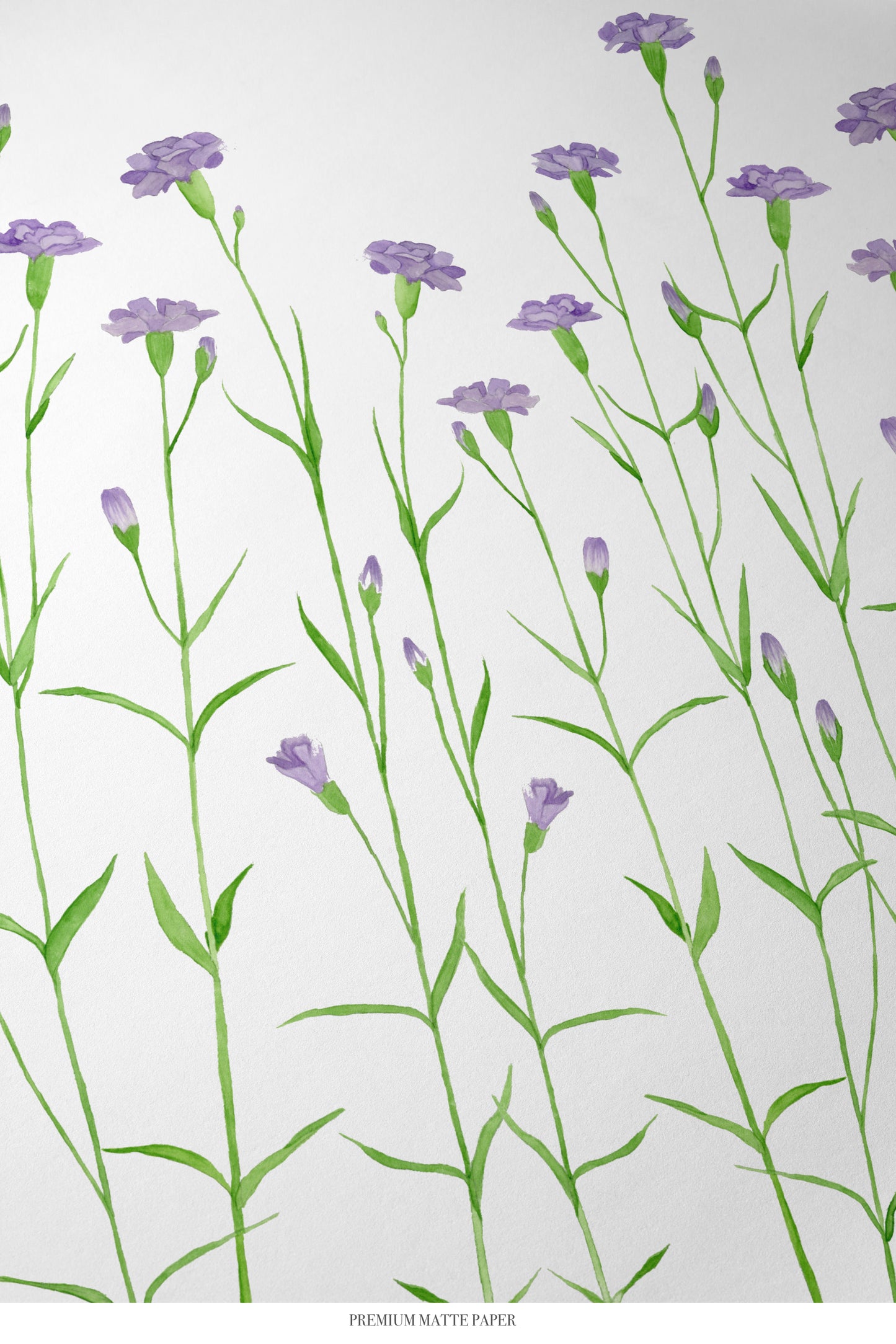 Purple Carnations Print