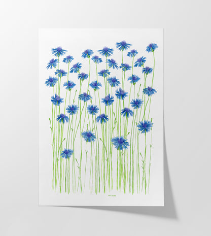 Blue Cornflowers Print