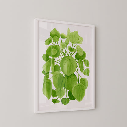 Pilea Print