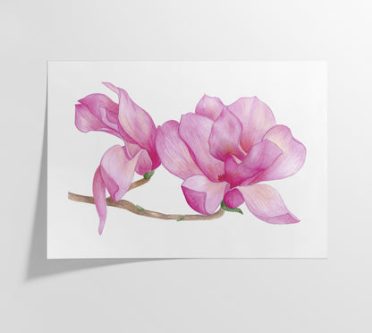 Blooming Magnolias Print