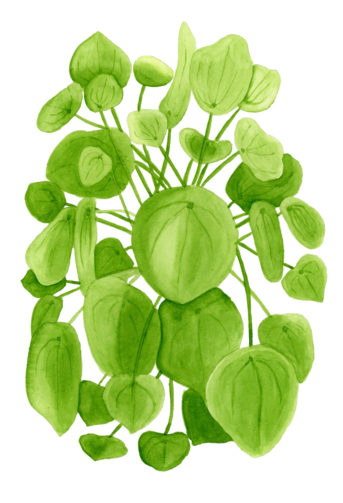 Pilea Print