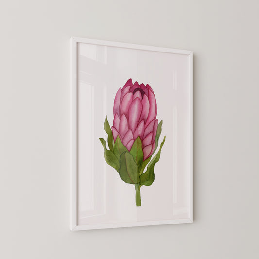 Queen Protea Print