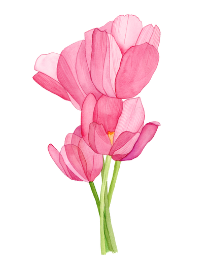 Pink Tulip Print